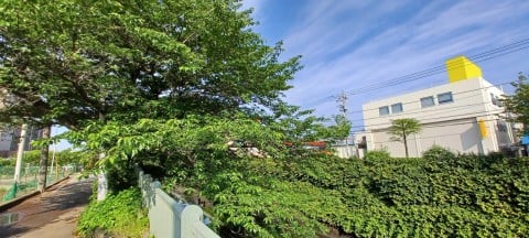 真間川の桜：5月21日 7時8分 撮影